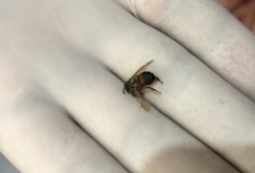 Ataque de abelhas deixa mulheres feridas, na Paraíba