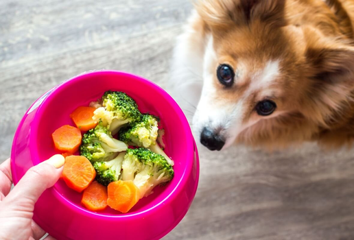 Os animais de estimação também podem enjoar da comida com o tempo (Imagem: Anastasiya Tsiasemnikava | Shutterstock)