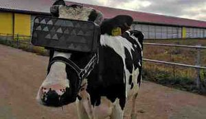 Agricultores russos testam efeito de Realidade Virtual em vacas