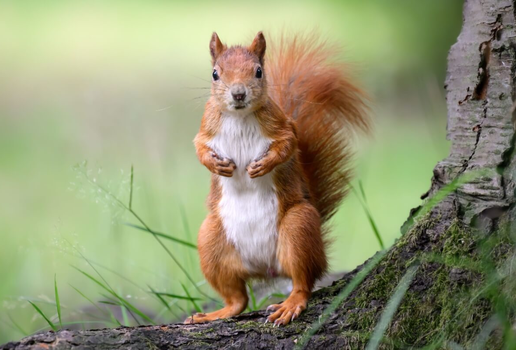 Além da fofura, os esquilos têm habilidades impressionantes (Imagem: eumates | Shutterstock)