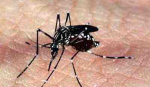 Aedes dengue zika 09