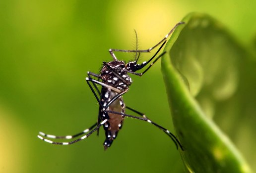 O mosquito que transmite arboviroses, Aedes aegypti