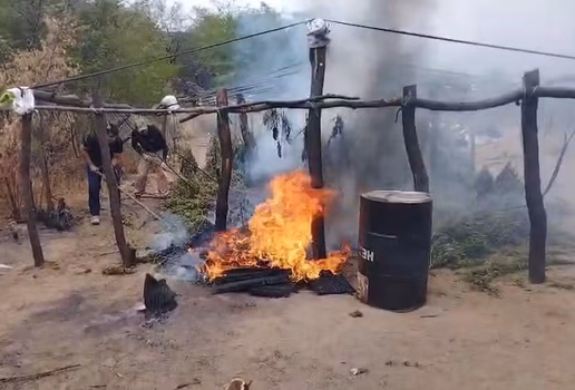 Pes de maconha incinerados