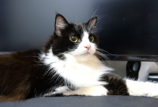 O gato ragamuffin é conhecido por sua aparência encantadora e personalidade sociável (Imagem: Kill_Baal | Shutterstock)