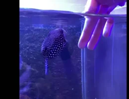 Globi o peixe que age como cachorro e vira sensacao nas redes sociais veja