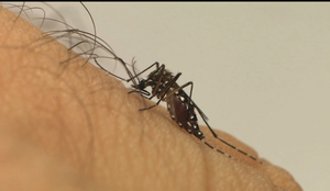 Vacinas da dengue chegam ao Brasil