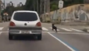 Vídeo mostra cachorro perseguindo carro, em João Pessoa