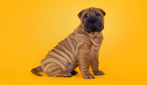 A pele enrugada dos cães exige cuidados específicos dos tutores (Imagem: Nynke van Holten | Shutterstock)