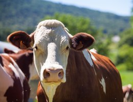 Rebanho de vacas produzindo leite para queijo gruyere na franca na primavera