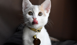 Ferramentas para localizar pets perdidos oferecem mais segurança para os animais e tutores (Imagem: MW47 | Shutterstock)