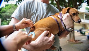 Paraíba terá Dia D de vacinação contra a raiva animal