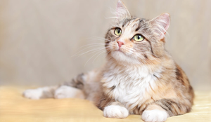 É importante que o nome combine com a personalidade e aparência do gato (Imagem: Mariia Romanyk | Shutterstock)