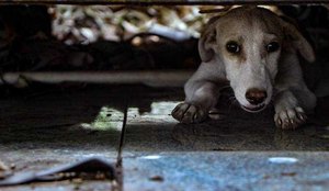 Abandono animal senado