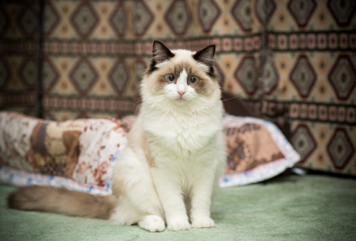 No antigo Egito, alguns animais eram considerados a representação dos deuses (Imagem: Peredniankina | Shutterstock)