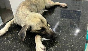 Cachorro comunitário foi socorrido para uma clínica privada