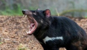 Mais de três mil anos depois, sete diabos-da-tasmânia nasceram