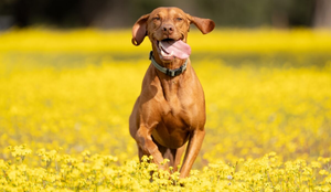 Algumas raças de cachorro são ideais para a prática de exercícios físicos mais intensos (Imagem: Ev Opiela | Shutterstock)