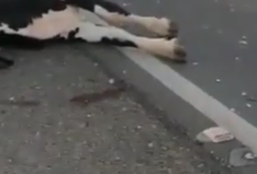 Motociclista morre após se chocar contra vaca no Sertão da PB
