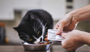 Os sachês são uma alternativa nutritiva, prática e altamente palatável para complementar ou até substituir a ração seca dos gatos (Imagem: Jaromir Chalabala | Shutterstock)
