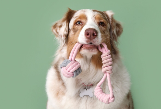 Alguns nomes são ideais para cachorros com muita energia (Imagem: Pixel-Shot | Shutterstock)