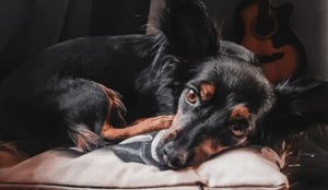 João Pessoa passa a proibir uso de coleiras que dão choque elétrico em cães