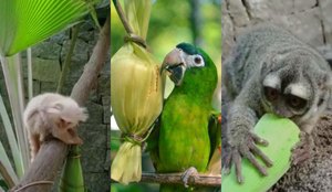 Animais de Parque Zoo de João Pessoa se alimentam em clima junino; veja