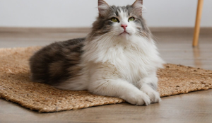 O gato siberiano tem características que o tornam popular em diversos países (Imagem: evrymmnt | Shutterstock)