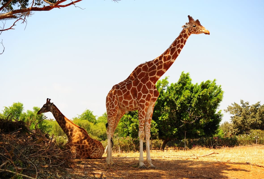 Comportamentos curiosos das girafas chamam a atenção de inúmeras pessoas ao redor do mundo (Imagem: hermitis | Shutterstock)
