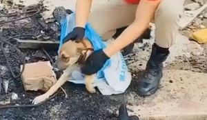 Cachorro resgatado