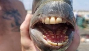 Homem captura peixe com "dentes humanos"