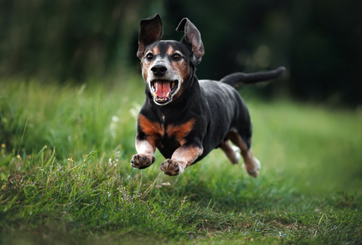 Animais idosos necessitam de cuidados especiais (Imagem: otsphoto | Shutterstock)