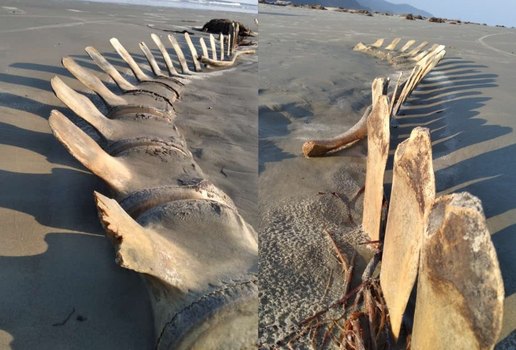 esqueleto de baleia é encontrado em São Paulo