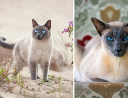 Os gatos thai e siâmes têm diferenças tanto na aparência quanto no comportamento (Imagem: Cynthia A Jackson e Irina Nedikova | Shutterstock)