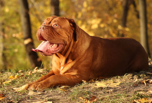 O dogue de bordeaux tem uma história marcada por coragem, lealdade e resistência (Imagem: Liliya Kulianionak | Shutterstock)