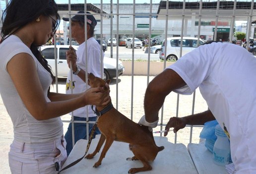 Paraíba tem 'Dia D' de vacinação antirrábica; veja locais