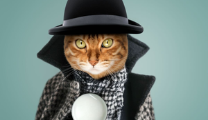 Nomes de personagens literários podem ser escolhas ideais para batizar gatos (Imagem: Svetlana Rey | Shutterstock)