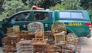 Ibama