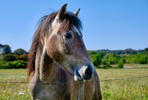 Diversas espécies do reino animal têm dezenas ou até centenas de milhões de receptores olfativos (Imagem: Wandering views | Shutterstock)