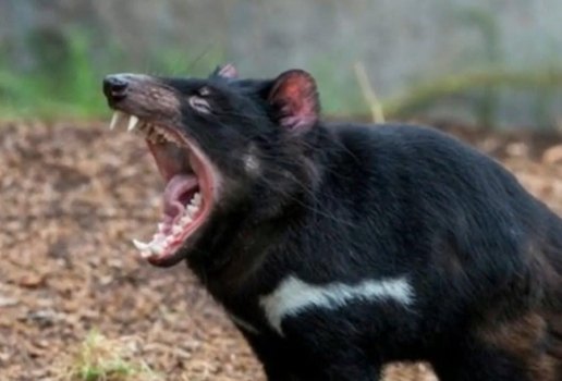 Mais de três mil anos depois, sete diabos-da-tasmânia nasceram