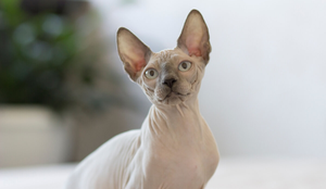 As raças de gato sem pelo chamam atenção por sua aparência exótica (Imagem: Katrin Baidimirova | Shutterstock)