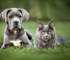 Algumas raças de gatos são naturalmente mais sociáveis e tolerantes a cachorros (Imagem: otsphoto | Shutterstock)