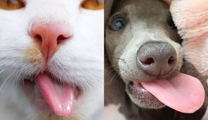 Gato cachorro lingua focinho