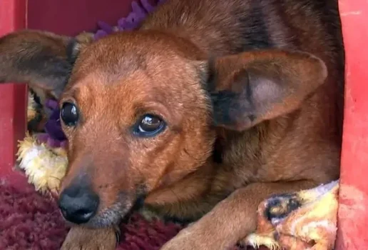 Vira lata anda 12 km para ir ao velorio do dono