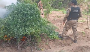 Plantacao maconha incineracao