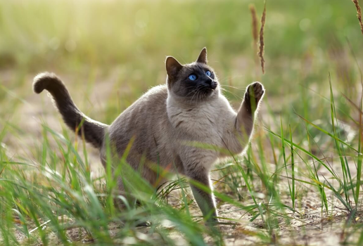 O thai é um gato de temperamento gentil, curioso e extremamente apegado aos seus tutores (Imagem: Irina Nedikova | Shutterstock)