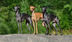 Os cachorros galgos surpreendem por seu temperamento calmo, afetuoso e silencioso (Imagem: Natallia Yaumenenka | Shutterstock)