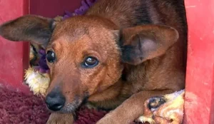 Vira lata anda 12 km para ir ao velorio do dono