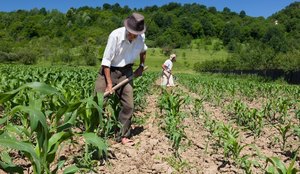 Podem participar do programa famílias agricultoras em situação de extrema pobreza, com renda mensal per capita inferior a R$ 168,00