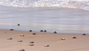 Meio ambiente prefeitura