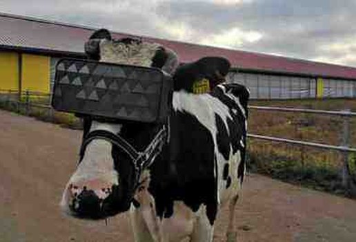 Agricultores russos testam efeito de Realidade Virtual em vacas